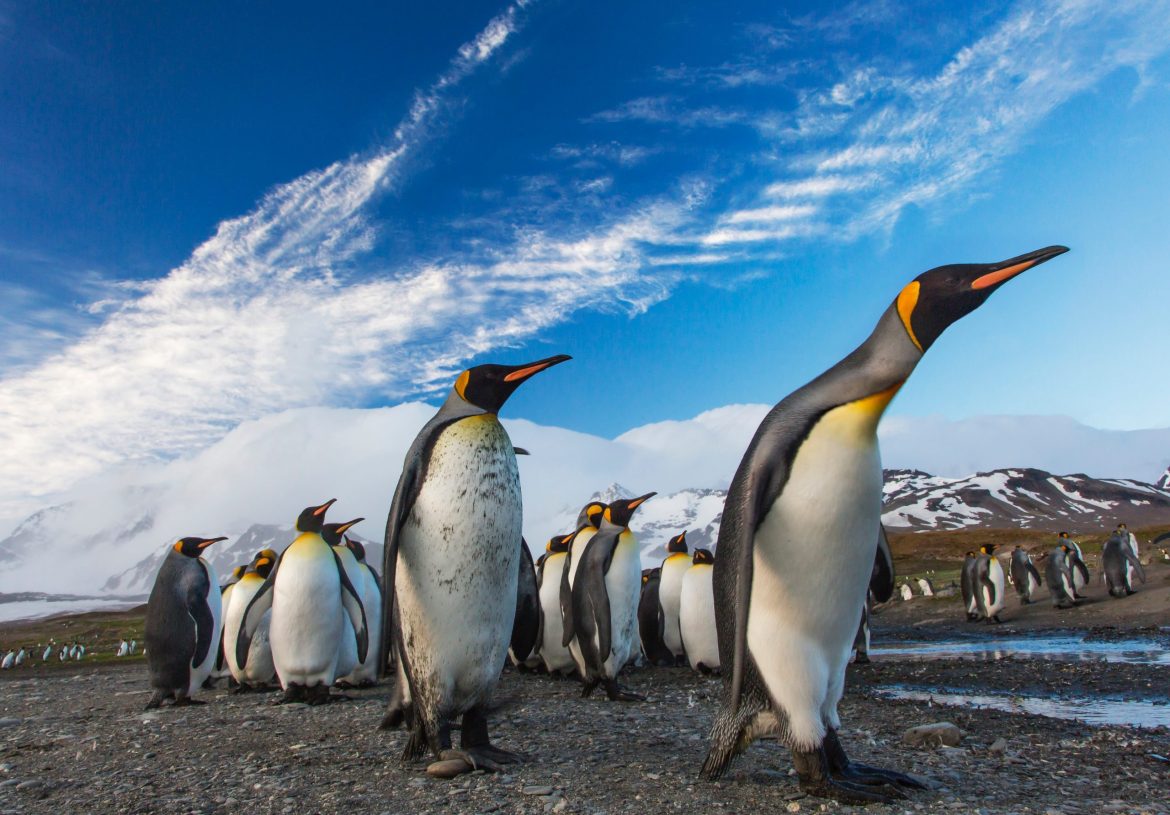What is crowdfunding: A 'waddle' of penguins staring up at blue sky with streaks of cloud. Snow topped mountains in the background