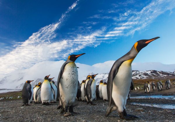 What is crowdfunding: A 'waddle' of penguins staring up at blue sky with streaks of cloud. Snow topped mountains in the background