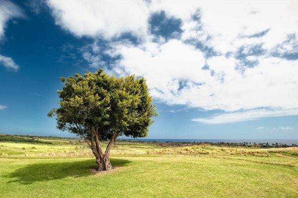 Land banking: Lush green landscape, blue sky and dominated by a tree