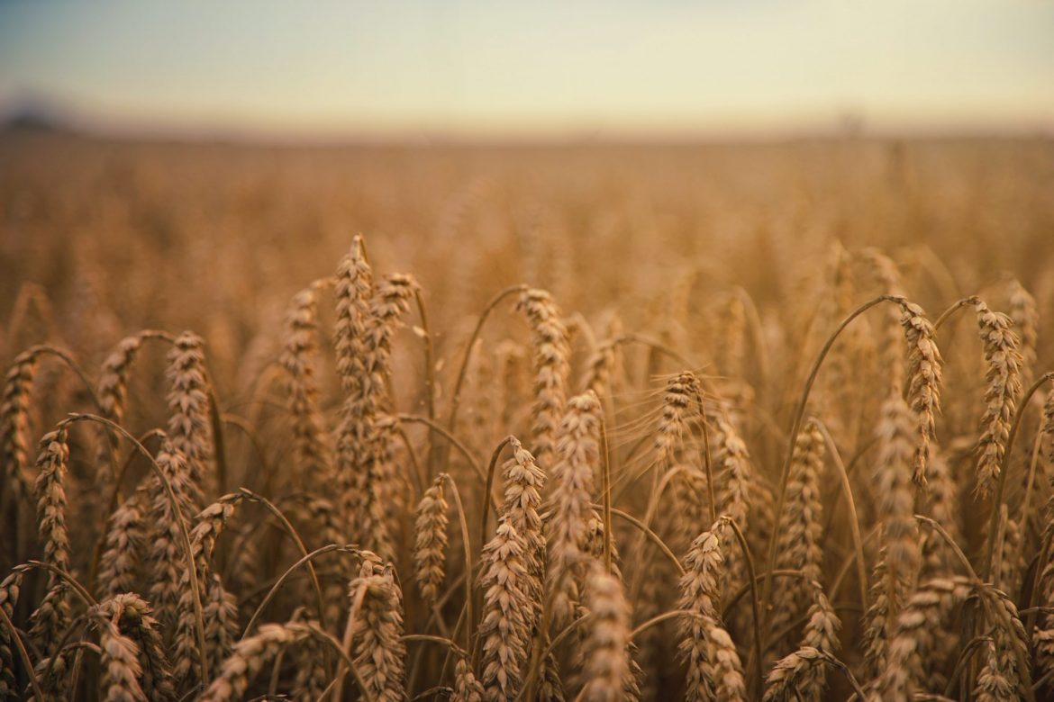 Emmerson plc (LSE:EML) Share Price News: field of grain