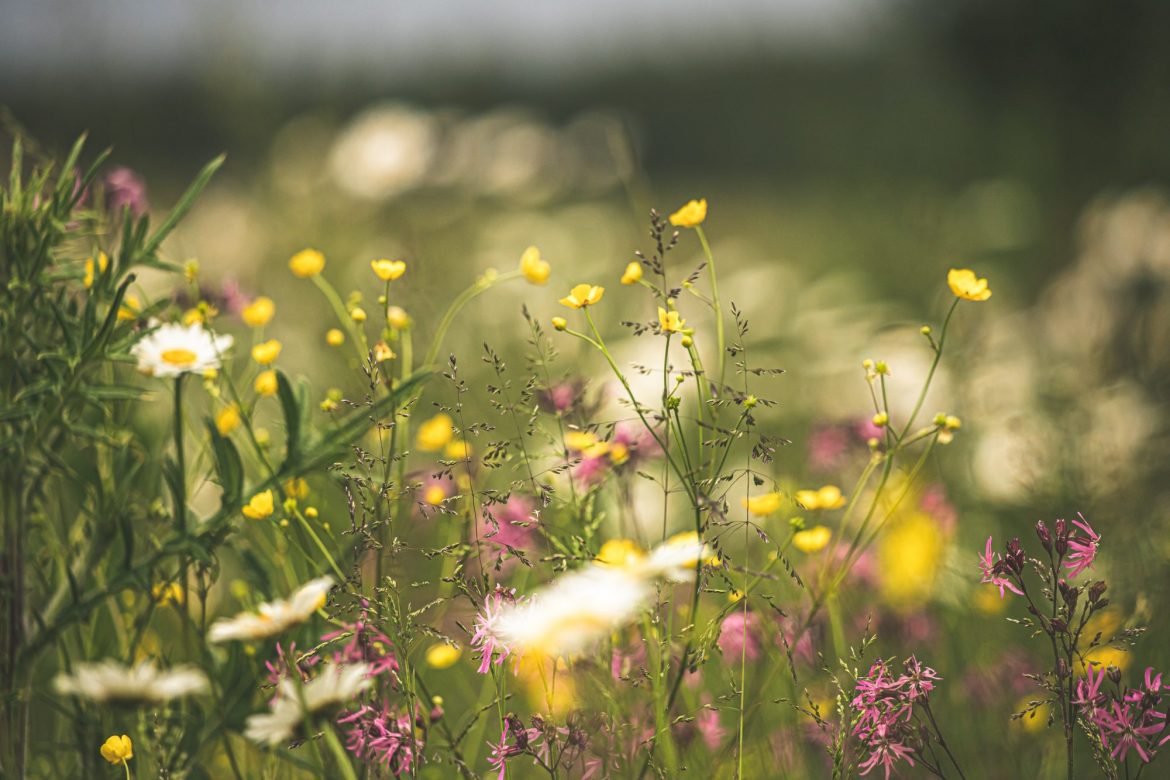 Investing in potash: field with a selection of plants and flowers