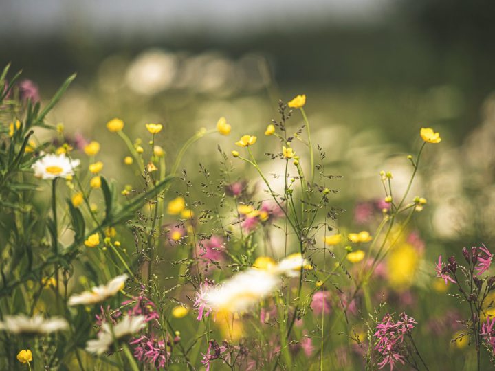 Investing in Potash: Factors affecting demand and price of potash 