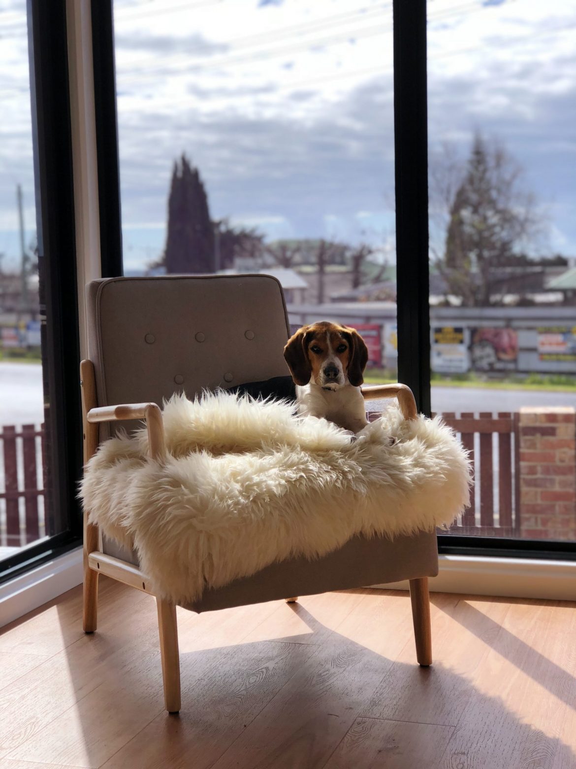 Making an investment decision: A dog (looks like a Beagle)relaxing on a chair in the corner of a light-filled room