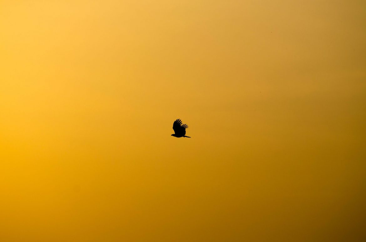 Investing in gold: Bird flying against a golden yellow sky