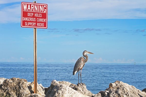Profit warnings: Bird standing on a rock looking out to sea under a warning sign